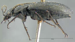 Image of Agonum (Olisares) metallescens (Le Conte 1854)