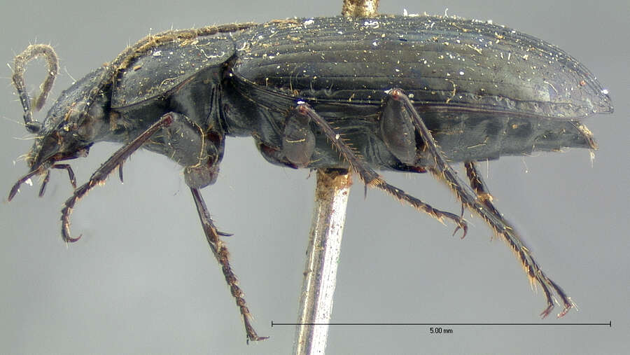 Image of Agonum (Olisares) metallescens (Le Conte 1854)