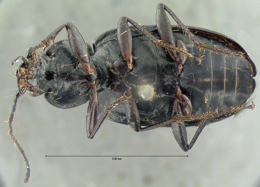 Image of Agonum (Olisares) metallescens (Le Conte 1854)