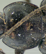 Image of Agonum (Olisares) metallescens (Le Conte 1854)