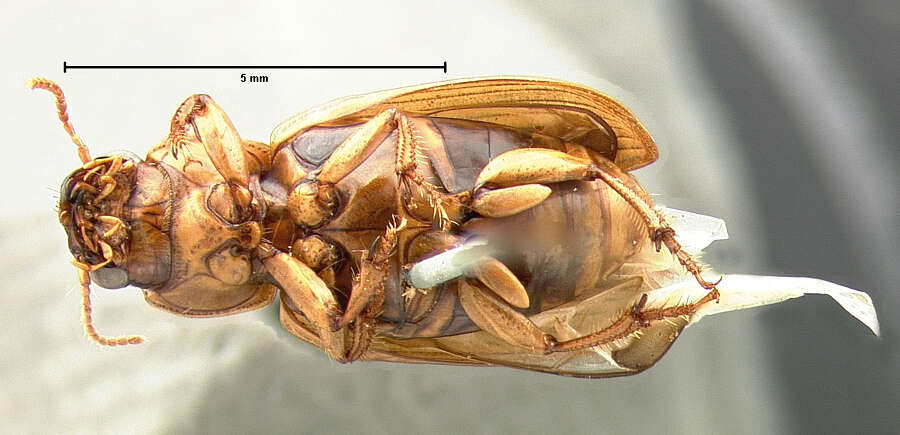 Image of Stenolophus (Agonoderus) maculatus (Le Conte 1869)