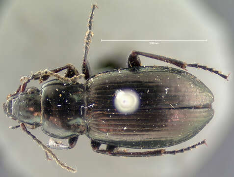 Слика од Pterostichus (Cryobius) ventricosus (Eschscholtz 1823)