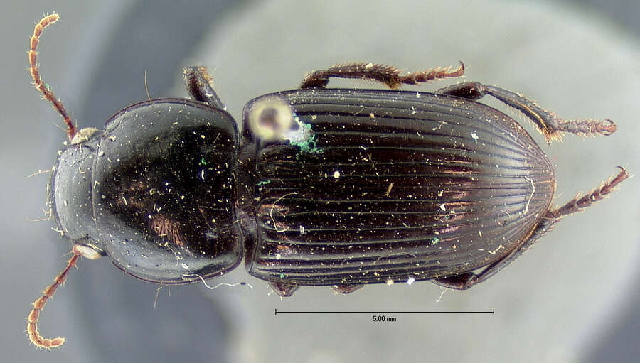 Слика од Discoderus crassicollis G. Horn 1891