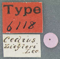 Image of Cedius (Sinistrocedius) ziegleri Le Conte & J. L. 1849