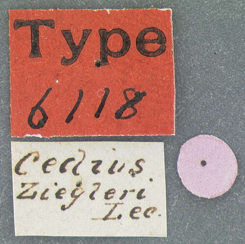 Image of Cedius (Sinistrocedius) ziegleri Le Conte & J. L. 1849