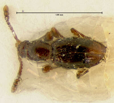 Image of Catalinus