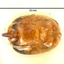 Image of Euconnus (Napochus) flavitarsis (Le Conte & J. L. 1852)