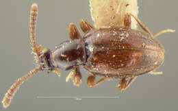 Image of Brachycepsis subpunctatus (Le Conte & J. L. 1852)
