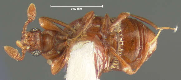 Слика од Eupsenius dilatatus (Motschulsky 1857)