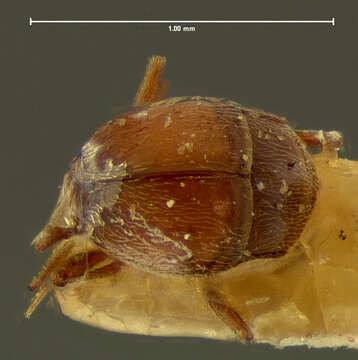 Image of Pselaptus