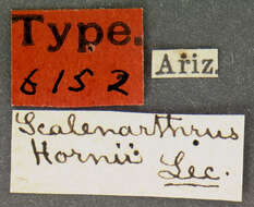 صورة Scalenarthrus hornii Le Conte & J. L. 1880