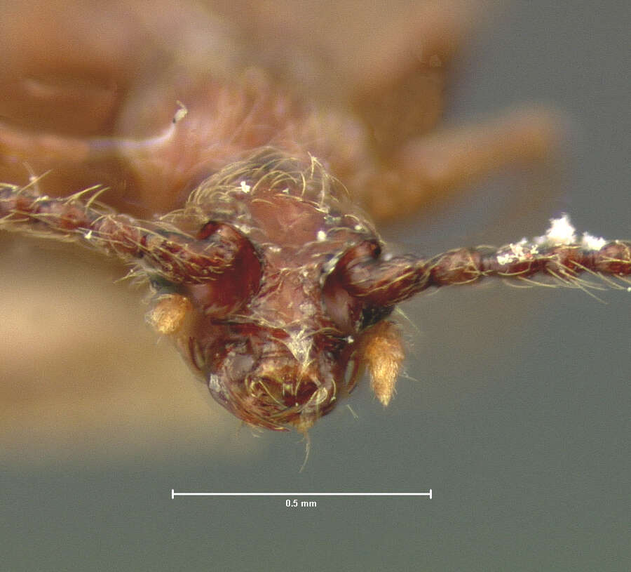 Image of Batriasymmodes (Batriasymmodes) confinis (Le Conte & J. L. 1849)