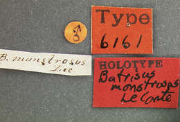 Image of Batriasymmodes (Batriasymmodes) monstrosus (Le Conte & J. L. 1849)