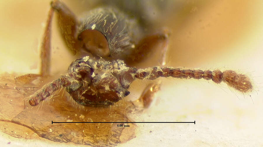 Sivun Batrisodes (Pubimodes) nigricans (Le Conte & J. L. 1849) kuva