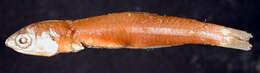Image of Cuban anchovy