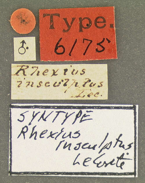 Rhexius (Rhexius) insculptus Le Conte & J. L. 1849 resmi