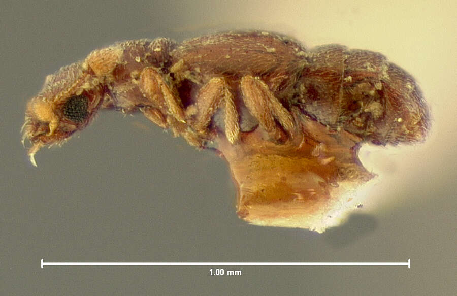 Слика од Zonaira puncticollis (Le Conte & J. L. 1878)