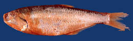 Image of Anchovy