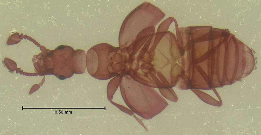 صورة Trimiomelba dubia (Le Conte & J. L. 1849)