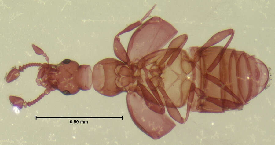 صورة Trimiomelba dubia (Le Conte & J. L. 1849)