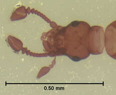 صورة Trimiomelba dubia (Le Conte & J. L. 1849)