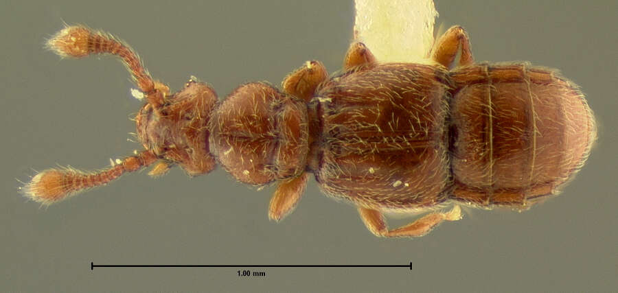 Image of Eutyphlus similis Le Conte & J. L. 1880