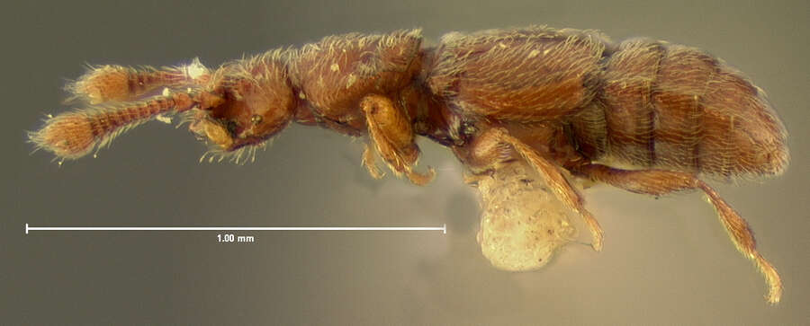 Image of Eutyphlus similis Le Conte & J. L. 1880