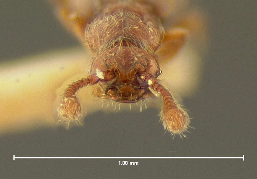 Image of Eutyphlus similis Le Conte & J. L. 1880