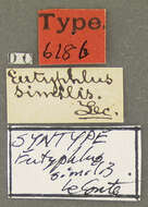 Image of Eutyphlus similis Le Conte & J. L. 1880