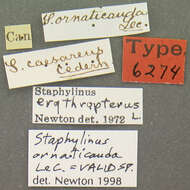Image of Staphylinus ornaticauda Le Conte & J. L. 1863