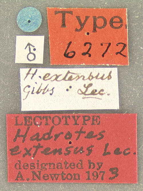 Image of Hadrotes