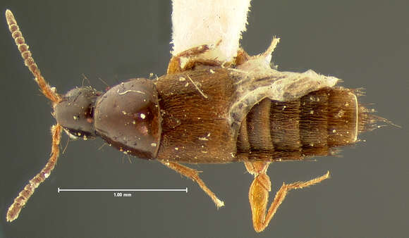 صورة Heterothops pusio Le Conte & J. L. 1863