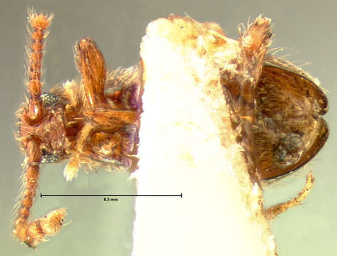 Image of Euconnus (Napochus) obscurellus (Le Conte & J. L. 1852)