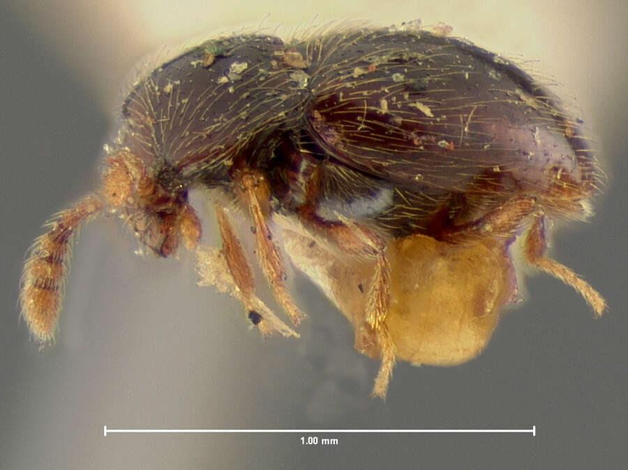 Cephennodes corporosus (Le Conte & J. L. 1852) resmi