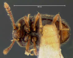 Cephennodes corporosus (Le Conte & J. L. 1852) resmi