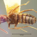 Image of Myrmecocephalus cingulatus (Le Conte & J. L. 1866)