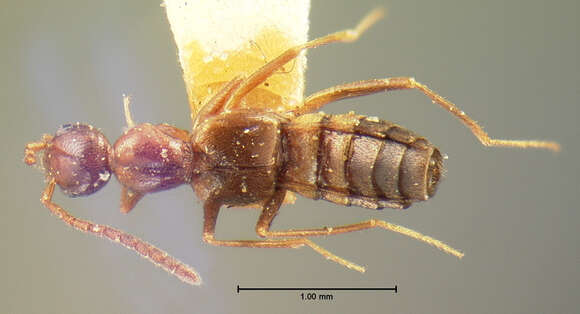 Image of Myrmecocephalus cingulatus (Le Conte & J. L. 1866)