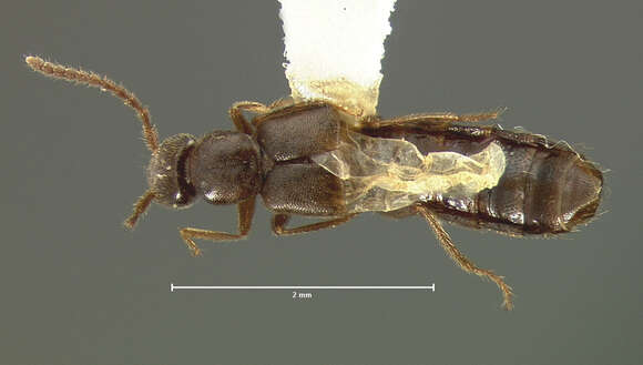 Image of Myrmecopora