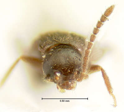 Image of Gnypeta nigrella (Le Conte & J. L. 1863)