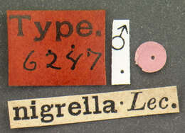 Image of Gnypeta nigrella (Le Conte & J. L. 1863)