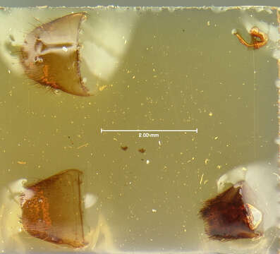 Image of Aleochara (Maseochara) valida Le Conte & J. L. 1858