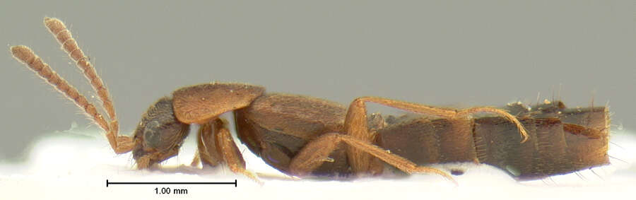Image of Lypoglossa angularis obtusa (Le Conte & J. L. 1866)