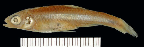 Imagem de Notropis amabilis (Girard 1856)