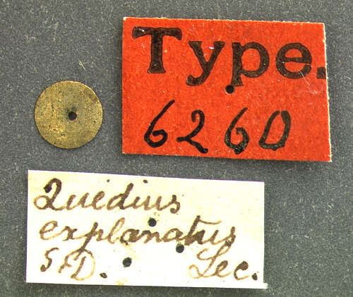 Image of Quedius (Megaquedius) explanatus Le Conte & J. L. 1858