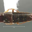 Image of Acylophorus flavipes Motschulsky 1858