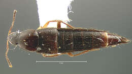 Image of Acylophorus flavipes Motschulsky 1858