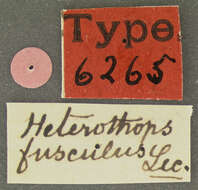 Image of Heterothops fumigatus Le Conte & J. L. 1863