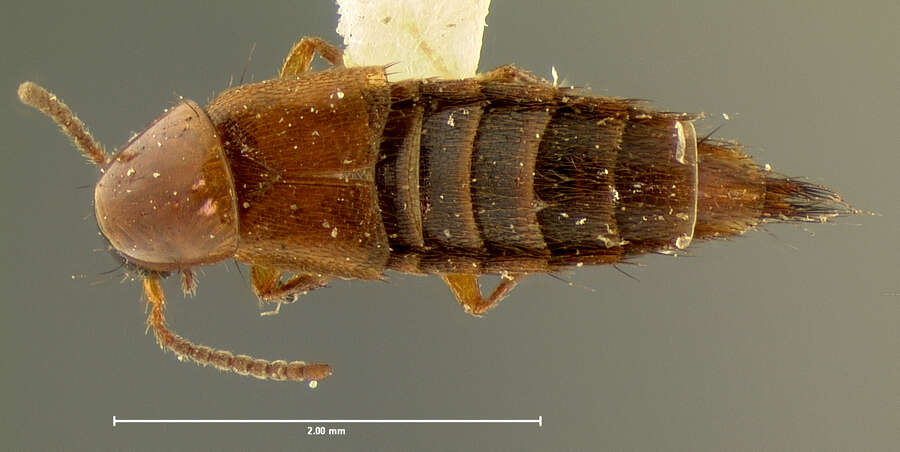 Image of Heterothops fumigatus Le Conte & J. L. 1863