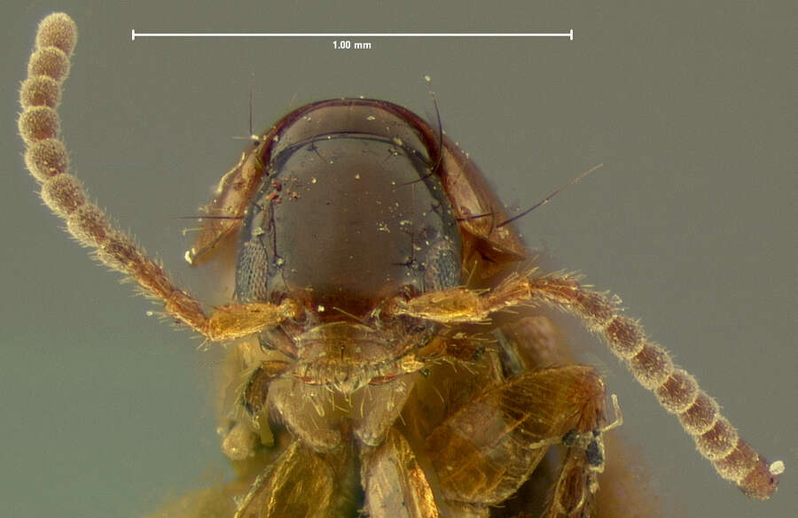 Image of Heterothops fumigatus Le Conte & J. L. 1863