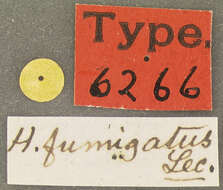 Image of Heterothops fumigatus Le Conte & J. L. 1863